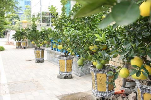 Hà Nội: Bưởi bonsai ra phố phục vụ người chơi Tết sớm - Ảnh 2.