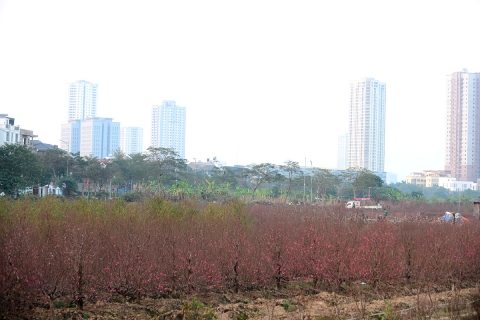 Làng trồng đào lớn thứ 2 Hà Nội bắt đầu khởi động cho vụ Tết - Ảnh 4.