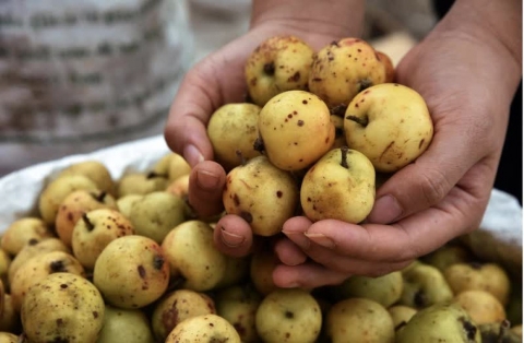 3 loại quả vị chua chát lại là “thuốc” chống ung thư, hạ đường huyết tự nhiên: Ở Việt Nam mọc hoang rất nhiều - Ảnh 1.