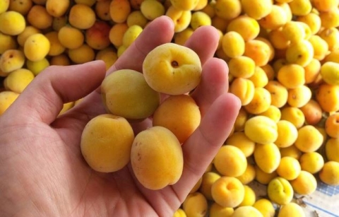 3 loại quả vị chua chát lại là “thuốc” chống ung thư, hạ đường huyết tự nhiên: Ở Việt Nam mọc hoang rất nhiều - Ảnh 3.