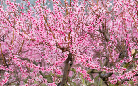 Lập xuân năm 2024 là ngày nào? Những việc nên và không nên làm trong ngày này để lấy may cho cả năm- Ảnh 1.