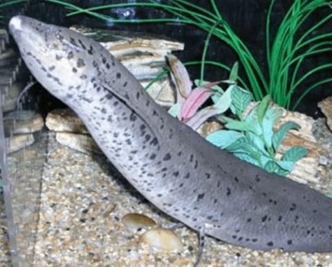 cá sa mạc, châu phi, cá sống khoẻ, cá phổi châu phi