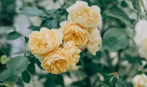 kieu-nguoi-nen-tranh-xa (1).jpg 0 kieu-nguoi-nen-tranh-xa (1).jpg 0