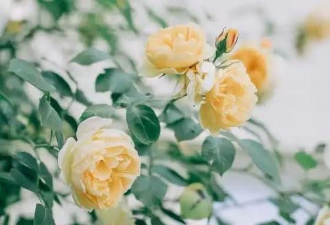 kieu-nguoi-nen-tranh-xa (1).jpg 2 kieu-nguoi-nen-tranh-xa (1).jpg 2