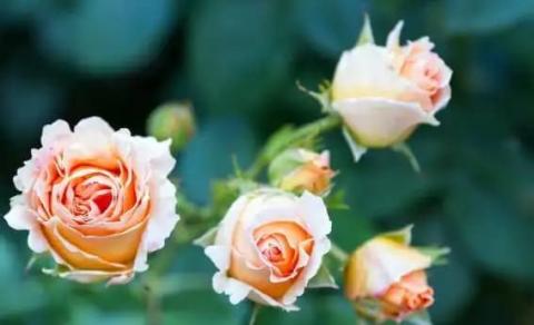 kieu-nguoi-nen-tranh-xa (1).jpg 3 kieu-nguoi-nen-tranh-xa (1).jpg 3