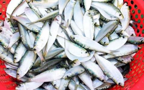 1 loại cá được Mỹ ví như ‘kho báu dinh dưỡng’, tốt hơn cả sâm nhung: Ở Việt Nam bán đầy chợ, giá rẻ như cho 0
