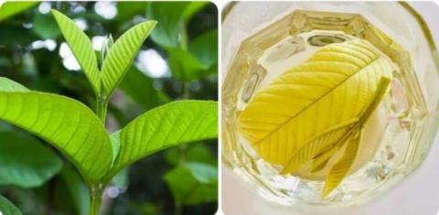 tiểu đường khỏi 1