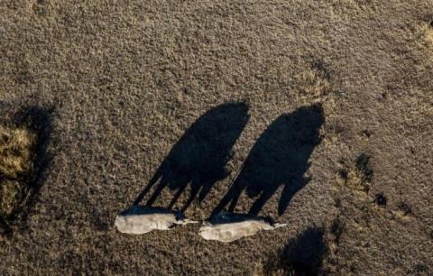 Loài vật quý hiếm bậc nhất hành tinh, chỉ 2 cá thể còn sống trên thế giới 0