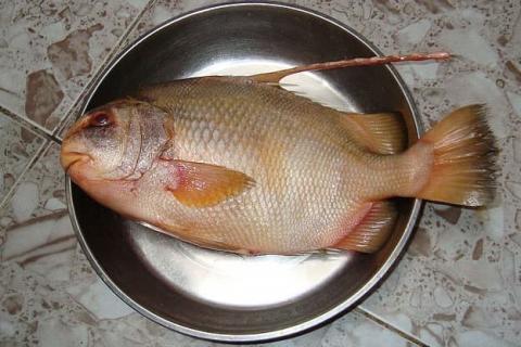 4 loại cá khó nuôi, thịt bổ không tanh, nhà giàu săn lùng từng con: Đi chợ gặp nhớ mua ngay! 2