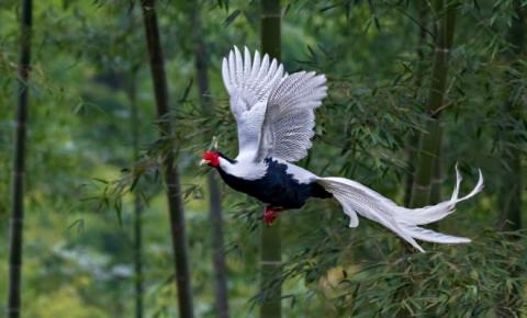 1-ga-loi-trang-1.jpg 1 1-ga-loi-trang-1.jpg 1