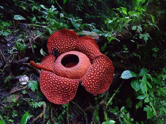 10 loài hoa hiếm nở nhất hành tinh