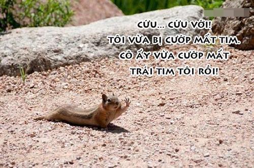 Ảnh cười bể bụng (P5): Những phút 'nguy hiểm' của động vật