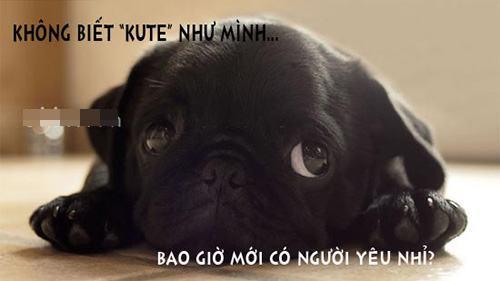 Ảnh cười bể bụng (P5): Những phút 'nguy hiểm' của động vật