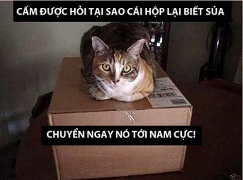 Ảnh cười bể bụng (P5): Những phút 'nguy hiểm' của động vật