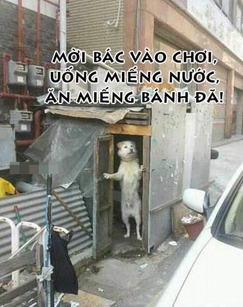 Ảnh cười bể bụng (P5): Những phút 'nguy hiểm' của động vật
