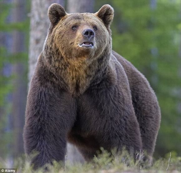 [Image: song-sot-nho-nhac-chuong-justin-bieber-1.jpg]