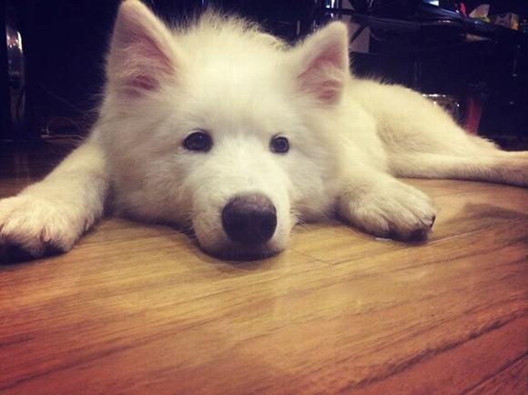 Nữ thợ xăm 9X sở hữu chó bạch tuyết Samoyed nu tho xam 9X,cho bach tuyet Samoyed, tho sam 9X so huu cho bach tuyet