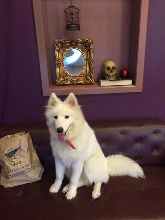 Nữ thợ xăm 9X sở hữu chó bạch tuyết Samoyed nu tho xam 9X,cho bach tuyet Samoyed, tho sam 9X so huu cho bach tuyet