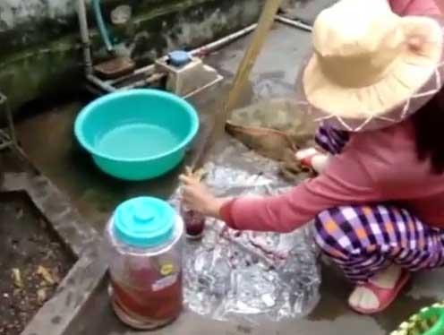 Video cận cảnh người phụ nữ làm thịt rắn độc ngâm rượu Video can canh nguoi phu nu lam thit ran doc ngam ruou, ran doc, ruou ran, nguoi phu nu lam thit ran, tin, bao