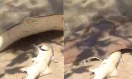 Cá đuối lém lỉnh 'trộm' cá hồi của ngư dân ca duoi lem linh trom ca, ca duoi trom ca, ngu dan