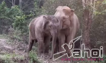 Ấm lòng giây phút mẹ con nhà voi đoàn tụ voi me, voi con, voi con hoi ngo voi me,