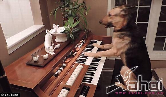 Chú chó đánh đàn piano điêu luyện chu cho danh dan, chú chó đam mê âm nhạc, chú chó thông minh
