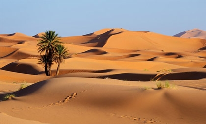Vẻ đẹp mê hồn trên sa mạc
