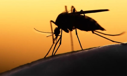 Thái Lan phát hiện 21 ca nhiễm virus Zika tại thủ đô Bangkok