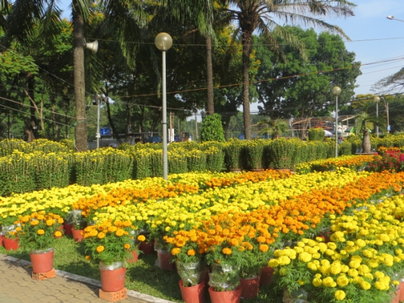 Trong những ngày này, lượng hoa từ các tỉnh được chuyển về bày bán dọc các tuyến đường, công viên của thành phố.
