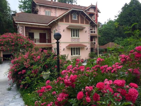 Ngắm vẻ đẹp kiêu sa, khó cưỡng của hồng leo Sa Pa - 1