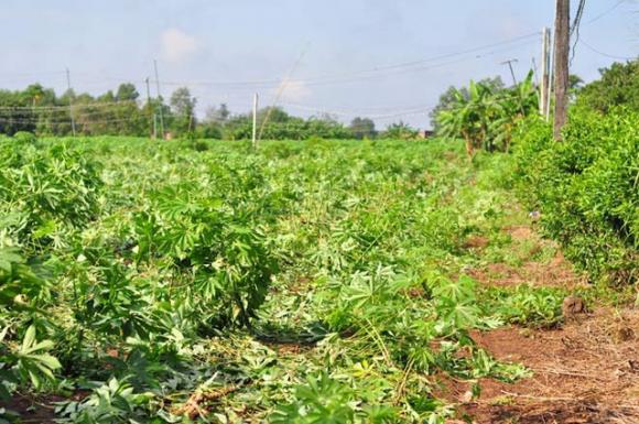 Khu vực rẫy khoai mì phát hiện thi thể Thực.