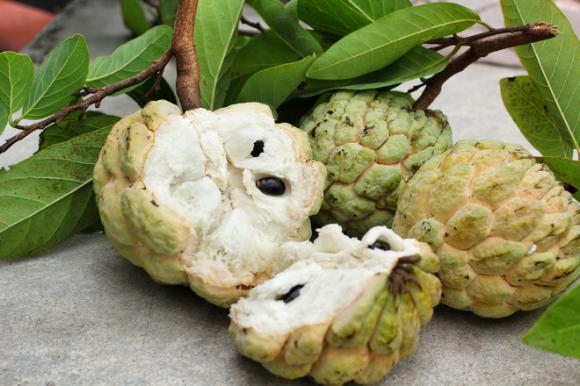 Những công dụng chữa bệnh của quả na bạn không nên bỏ qua nếu đang mắc những căn bệnh này - Ảnh 4. Những công dụng chữa bệnh của quả na bạn không nên bỏ qua nếu đang mắc những căn bệnh này - Ảnh 4.