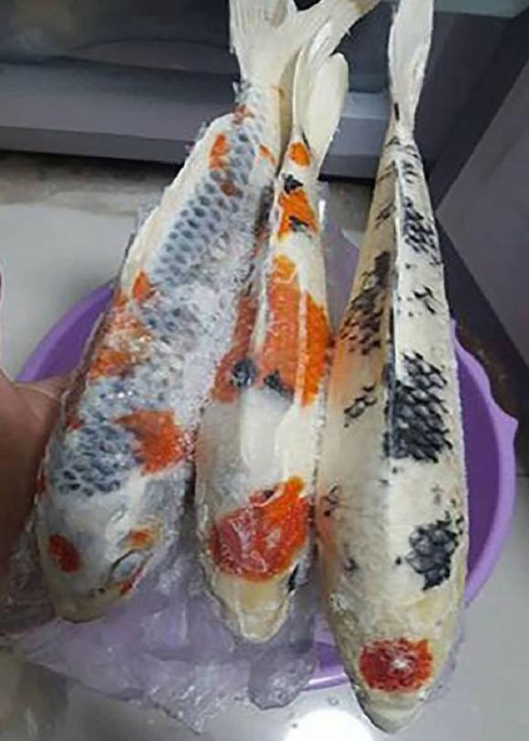 Chồng đi nhậu gọi mãi không về, vợ lạnh lùng thẳng tay rán cả bể cá đắt tiền lên nhậu cùng - Ảnh 2. Chồng đi nhậu gọi mãi không về, vợ lạnh lùng thẳng tay rán cả bể cá đắt tiền lên nhậu cùng - Ảnh 2.