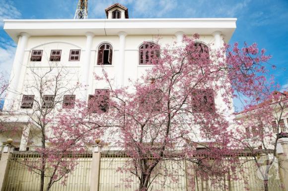 Đà Lạt đẹp như bản tình ca trong mùa mai anh đào nở rộ - Ảnh 10. Đà Lạt đẹp như bản tình ca trong mùa mai anh đào nở rộ - Ảnh 10.
