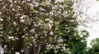 Ngắm vẻ đẹp tinh khôi của hoa ban trắng ngay giữa lòng Hà Nội