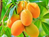 https://xahoi.com.vn/sieu-trai-cay-cuc-nhieu-o-cho-viet-vua-ngon-mieng-vua-bo-tot-cho-suc-khoe-ma-ban-co-the-chua-biet-403281.html
