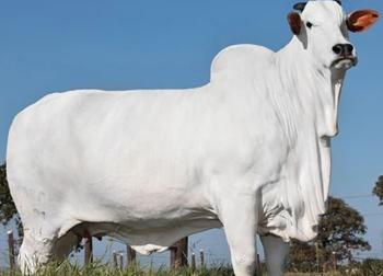 Con bò đắt nhất thế giới có giá lên tới 105 tỷ đồng có gì đặc biệt?