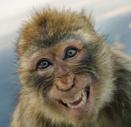 Chi tiết với hơn 54 về hình khỉ đẹp mới nhất  cdgdbentreeduvn