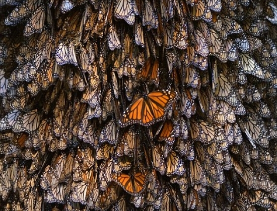  Nhà nhiếp ảnh Joel Sartore đã chụp được những bức ảnh ấn tượng khó quên này trong “vương quốc bướm”.