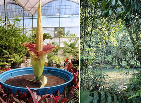 Bông hoa Titan arum (trái) ở vườn thực vật Inhotim có nguồn gốc từ Tây Sumatra, Indonesia (phải).