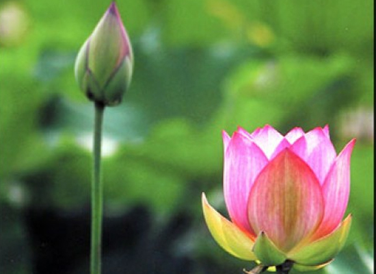 Ghé Đà Nẵng nghe sự tích hoa sen