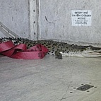Con cá sấu tung tăng trong khoang hành lý
