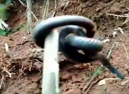 Loài rắn kỳ dị vừa được phát hiện ở Trung Quốc