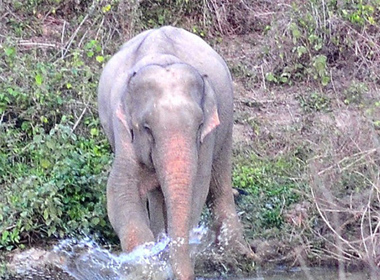 Chú voi hồng quý hiếm của Thái Lan ở công viên quốc gia Kaeng Krachan.