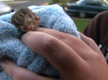 Stephanie Durkee quấn chú mèo con mới sinh vào chiếc khăn bông để ủ ấm.