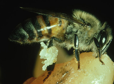 Loài ong lai châu Phi hay còn gọi là ong sát thủ.
