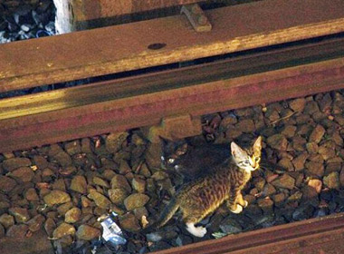Mèo con chui xuống đường ray đi lạc.