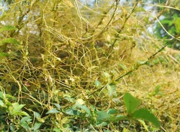 Chữa liệt dương hiệu quả bất ngờ từ loại dây tơ hồng vàng mọc hoang