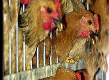 Dịch cúm gia cầm H5N1 xuất hiện trở lại tại Trà Vinh