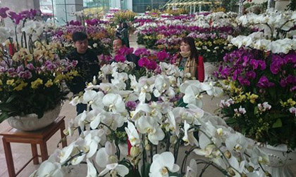 Phong lan hơn 60 triệu đồng/chậu vẫn đắt khách ở Hà Nội